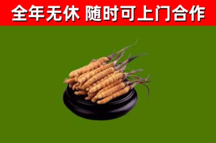 柳江回收冬虫夏草
